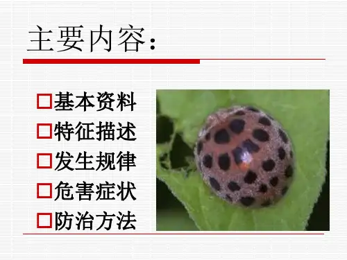马铃薯瓢虫