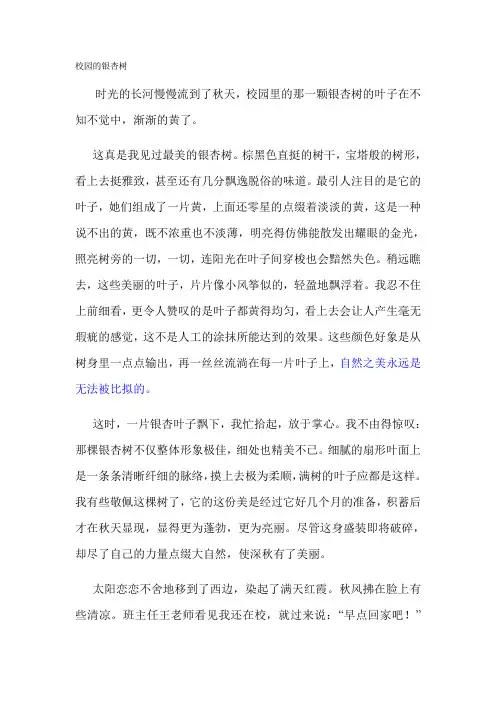 校园的银杏树 2