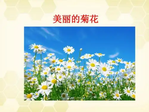 小班科学活动:美丽的菊花