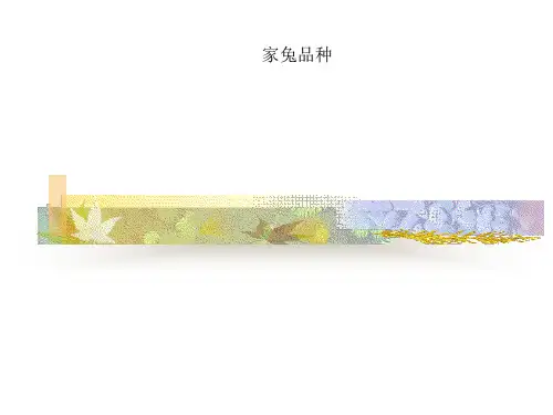 家兔品种