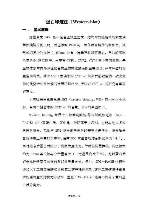 蛋白质印迹法