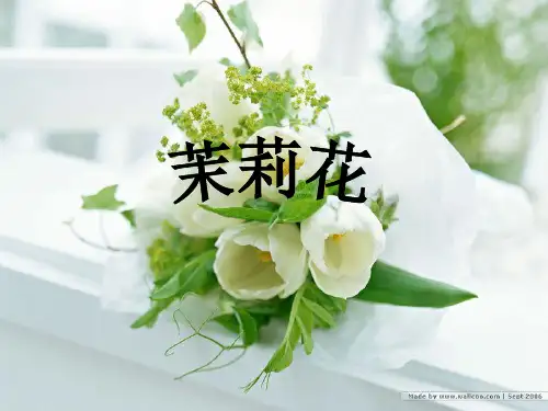 茉莉花