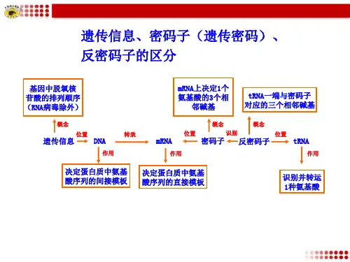 高中生物人教版必修二素材大集合知识表格: 遗传信息、密码子(遗传密码)、反密码子的区分