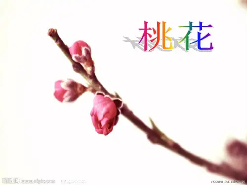 写花的作文(桃花)