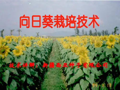 新疆向日葵栽培技术