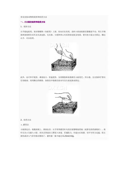 常见实验动物的捉持和给药方法