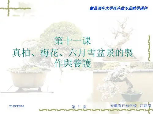 真柏、梅花、六月雪盆景的制作与养护-PPT课件