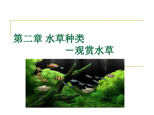 第2章水草各论3-观赏水草