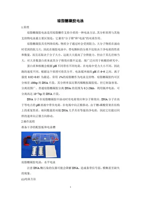 琼脂糖凝胶电泳 2