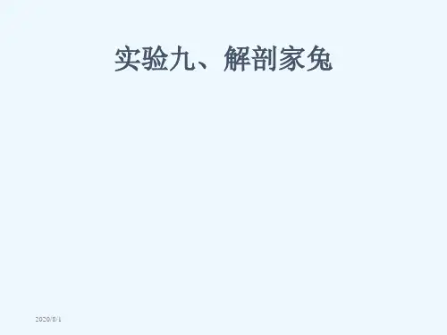 实验九、解剖家兔