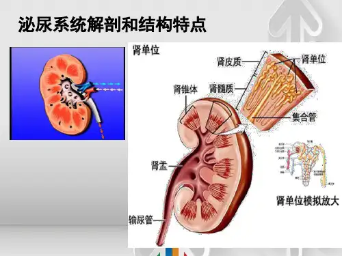 泌尿系统解剖和结构特点