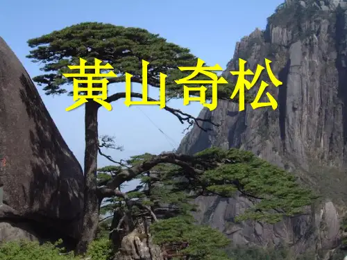 《黄山奇松》课件3