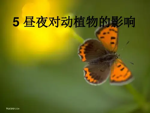 小学科学五年级上册昼夜对动植物的影响上课讲义