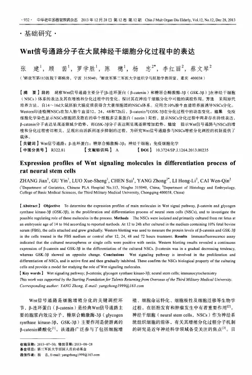 Wnt信号通路分子在大鼠神经干细胞分化过程中的表达