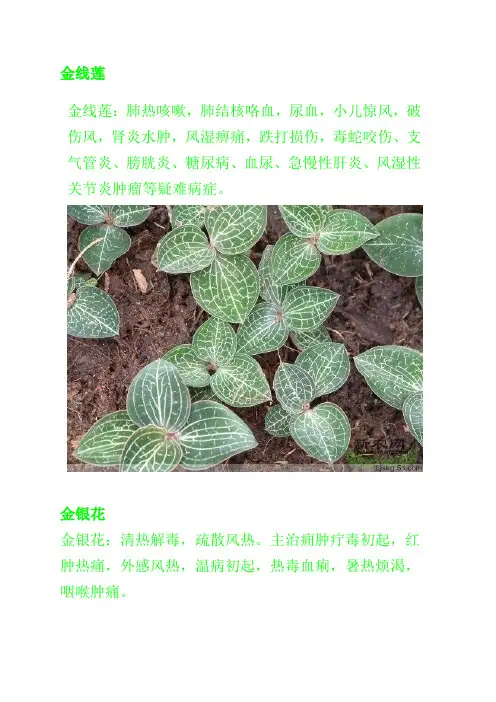 高清中药药材介绍