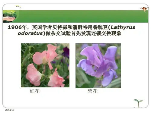 连锁与交换定律