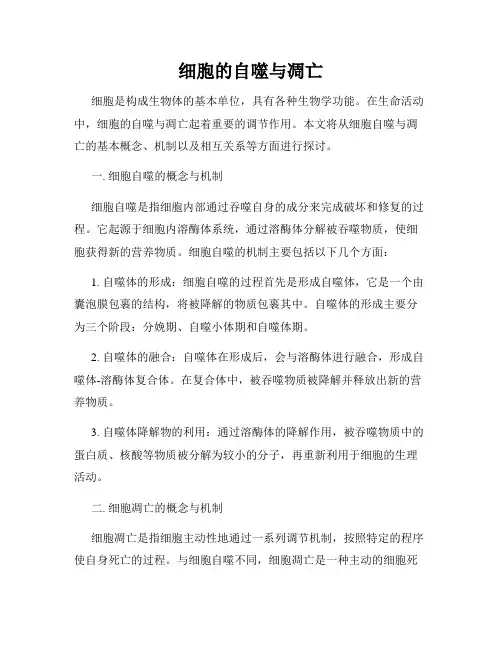 细胞的自噬与凋亡