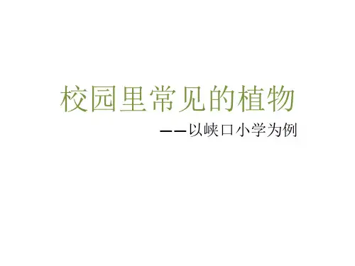 校园里常见植物