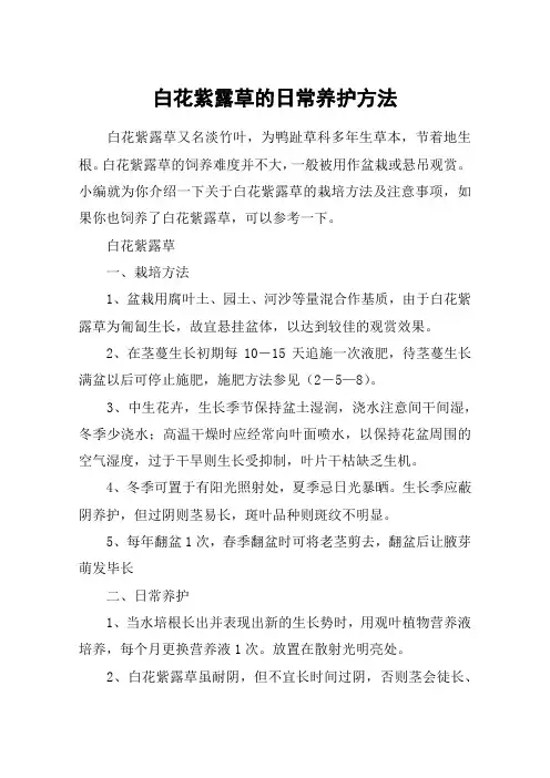 白花紫露草的日常养护方法