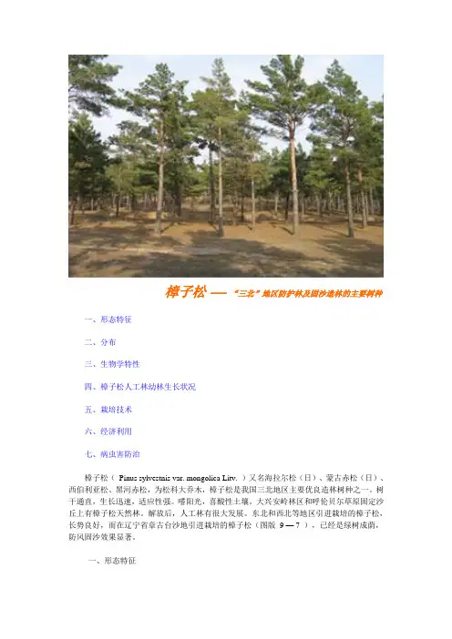 樟子松