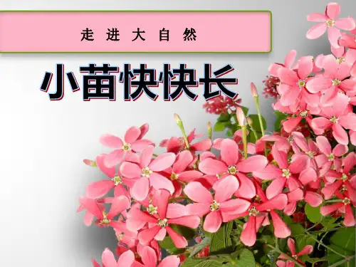《小苗快快长》走进大自然教材课件ppt