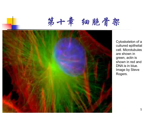 第十章细胞骨架PPT课件