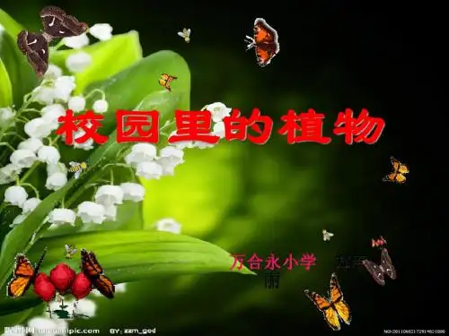 校园里的植物课件