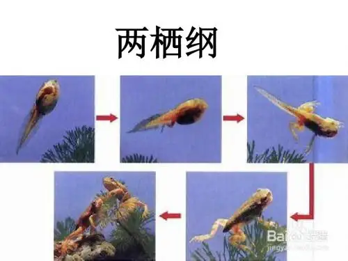 两栖纲