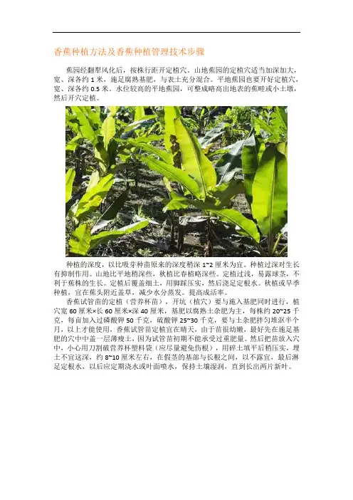 香蕉种植方法及香蕉种植管理技术步骤