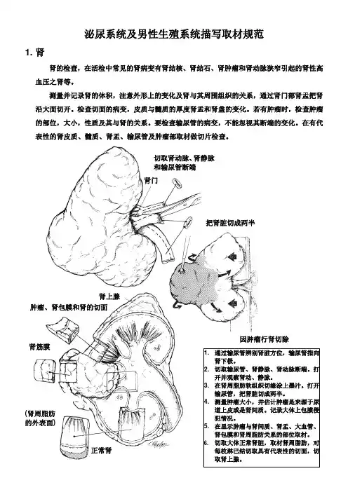 泌尿系统及男性生殖系统外检取材