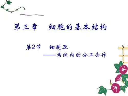 3.2细胞器 PPT课件
