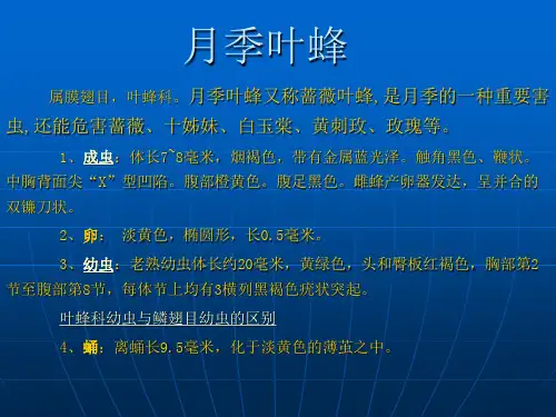 昆虫百科月季叶蜂