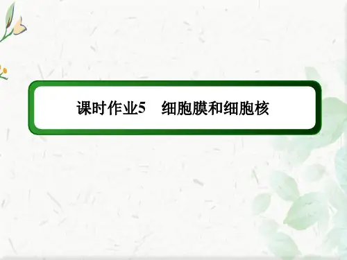 2021新高考生物一轮复习(山东专用)课件：课时作业第5讲 细胞膜和细胞核  