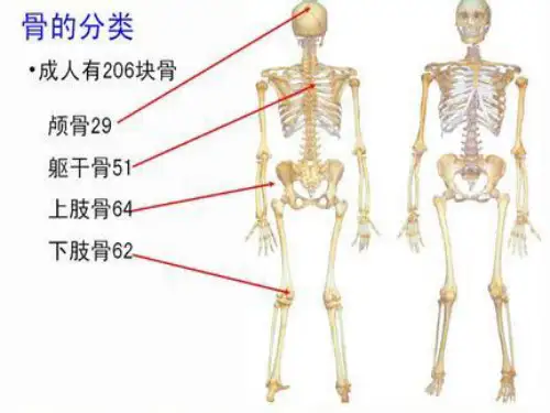 骨关节科普PPT课件