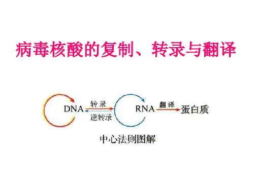 病毒核酸的复制转录与翻译