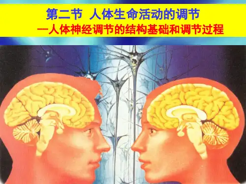 (完整版)生物必修三_神经调节