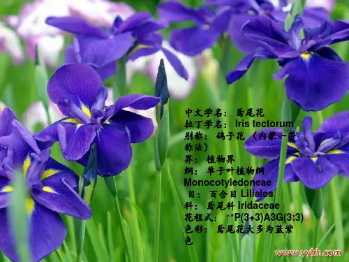 鸢尾花
