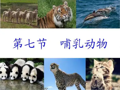 第七节哺乳动物