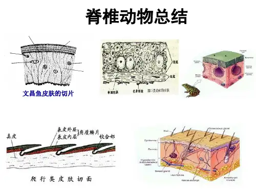 脊椎动物总结