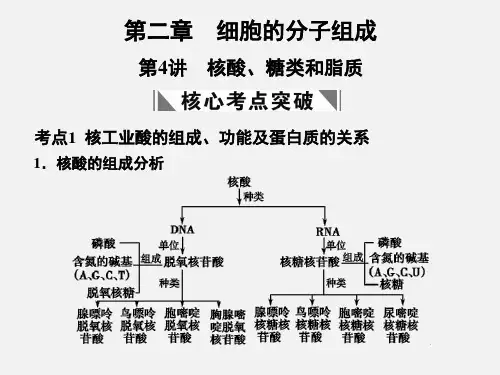 高考生物 一轮复习第二章第4讲 核酸、糖类和脂质 苏教版必修1