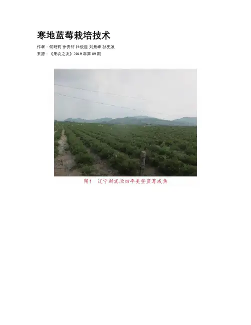 寒地蓝莓栽培技术