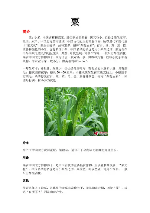 粟