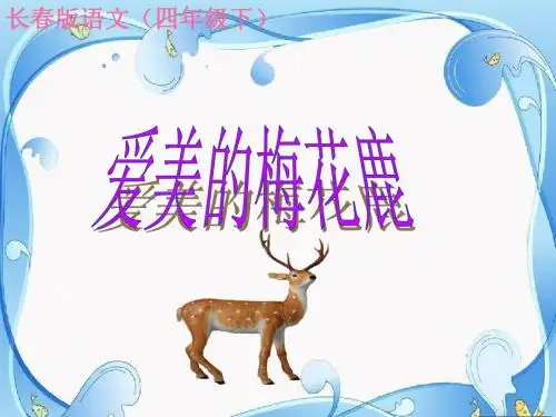 爱美的梅花鹿