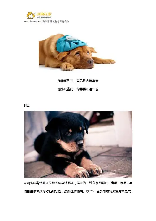 细小病毒病：你需要知道什么