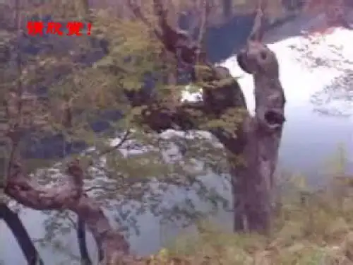 二  林中小溪