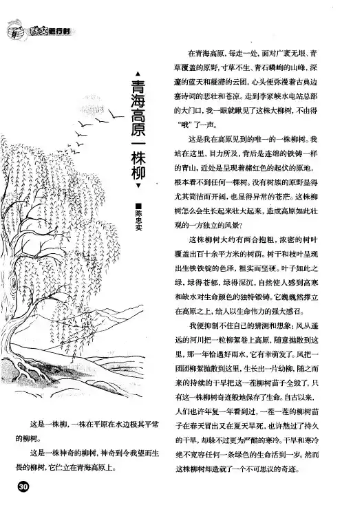 青海高原一株柳 2