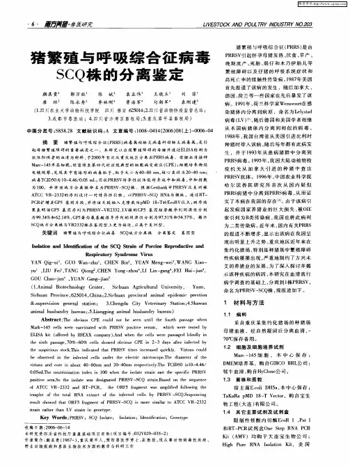 猪繁殖与呼吸综合征病毒SCQ株的分离鉴定