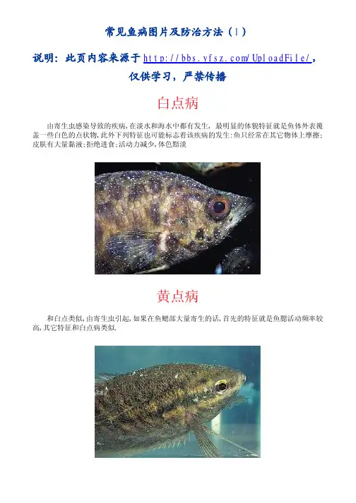 常见鱼病图片及防治方法(上)