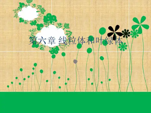 细胞生物学 线粒体和叶绿体精编版