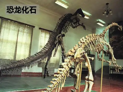 阳光学校优质课件33.活化石(超实用)